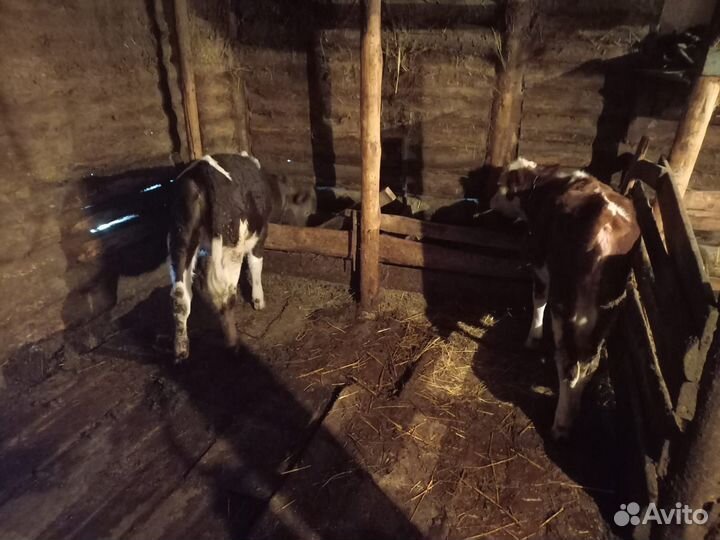 Телочки и бычки