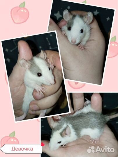 Декоративная крыса Дамбо и стандарт