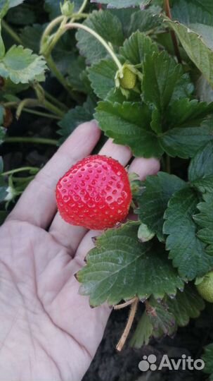 Клубника сорт вивара