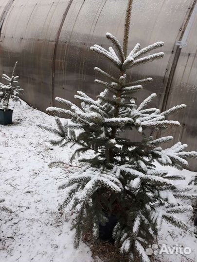 Живая Ель (Глаука) в горшках