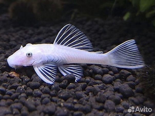 Рыбки аквариумные