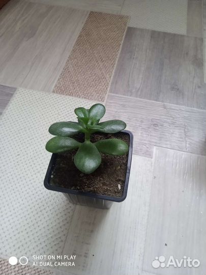 Толстянка - денежное дерево