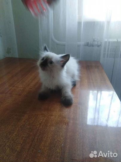 Мальчик и девочка в ответственные руки