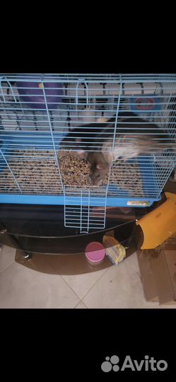 Клетка и крысы