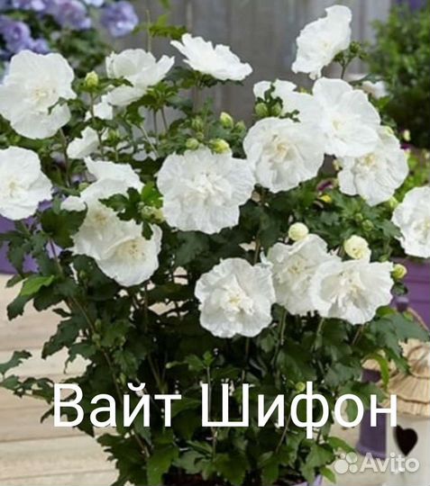 Гибискус махровый, уличные цветы многолетние