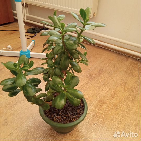 Денежное дерево/ Ктенанта