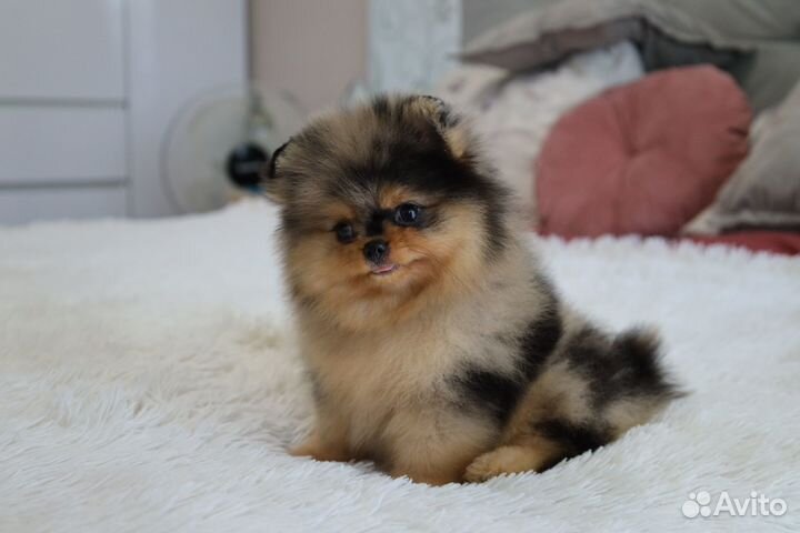 Потрясающий малыш Померанского Шпица