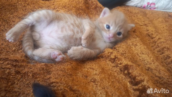 Кошки в добрые руки бесплатно