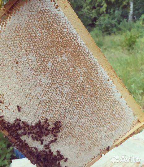 Липовый башкирский мёд