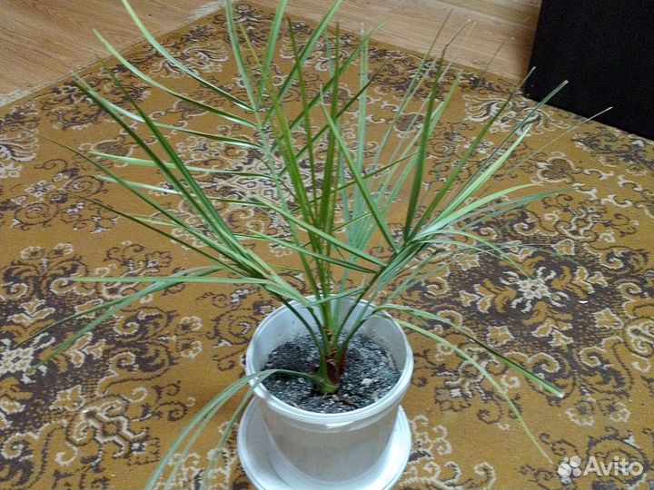 Финиковая пальма