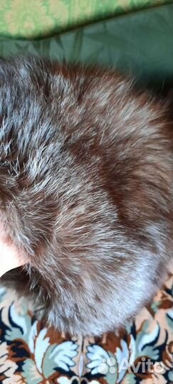 Шапка песец