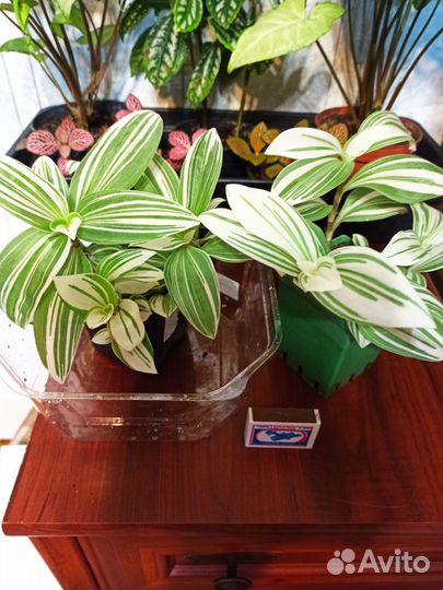 Домашние растения