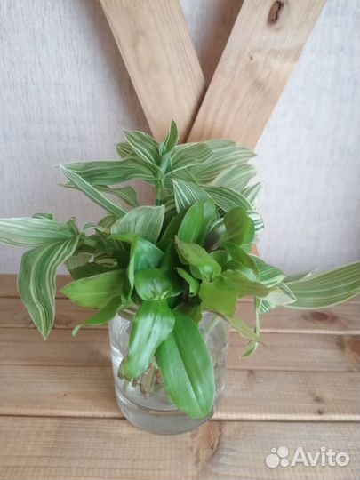 Традесканция