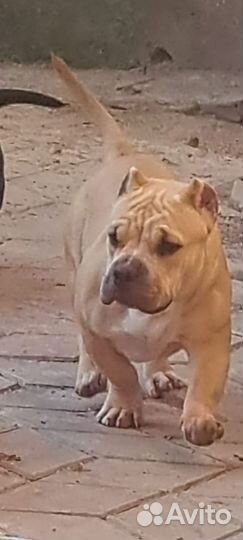 Булли рассрочка