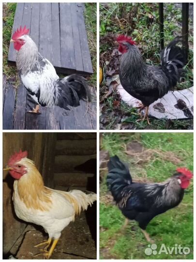 Молодые петухи