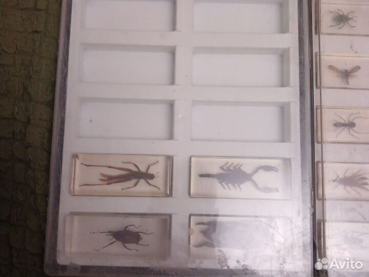 Насекомые в стекле