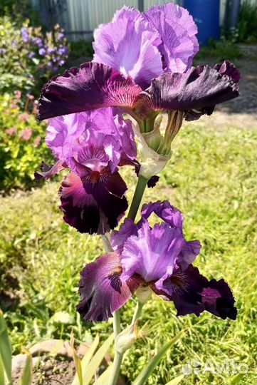 Ирисы бородатые сортовые