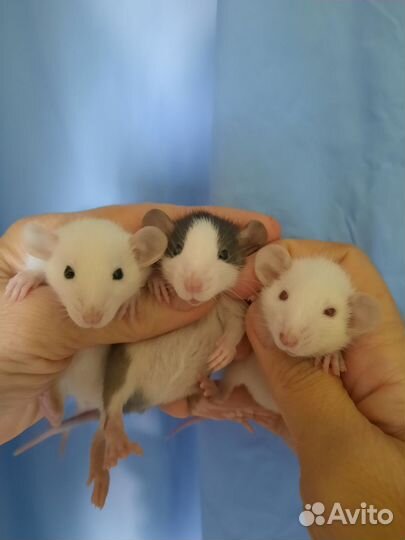 Крыса, малыши крысята Дамбо, Хаски