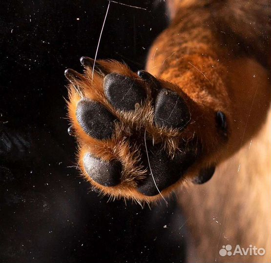 Зеркальный фотоаппарат canon 5D m3 (5d mark 3)