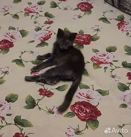 Дымчатый котенок