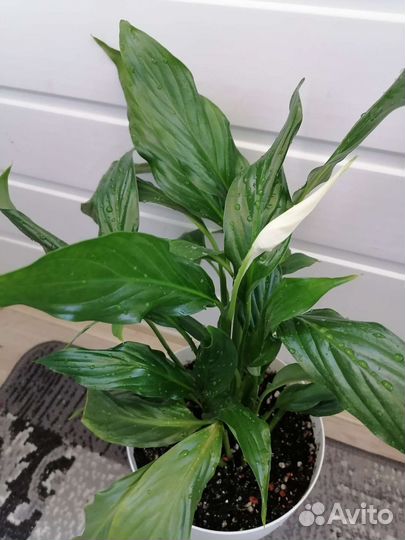 Спатифиллум сильвер купидо