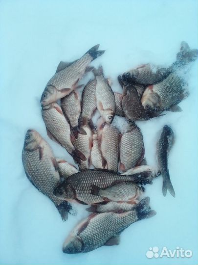 Отдых и рыбалка