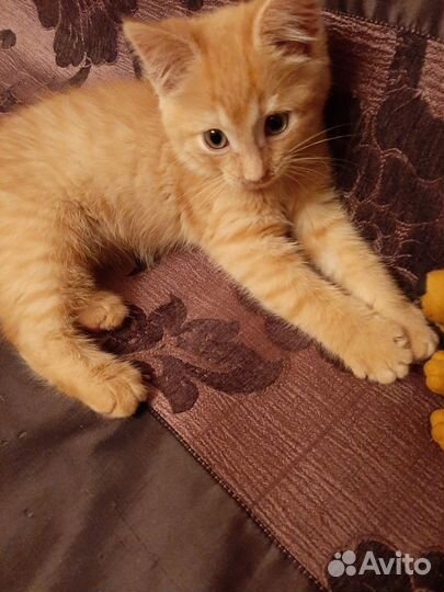 Котята бесплатно