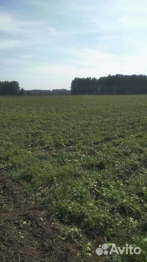 Продам поле картофеля