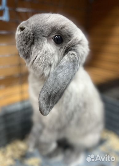 Декоративные кролики вислоухие