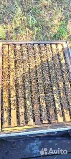 Пчелосемьи на вытряску