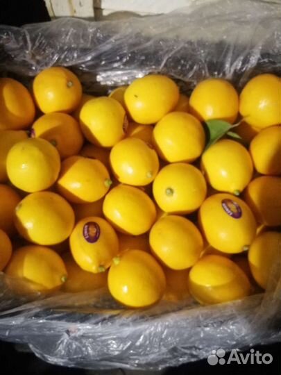 Лимон узбекский