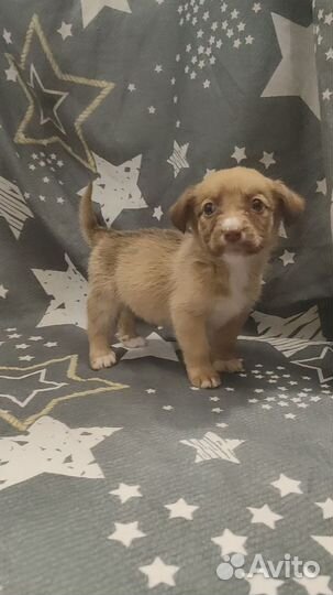 Щенок от маленькой собачки