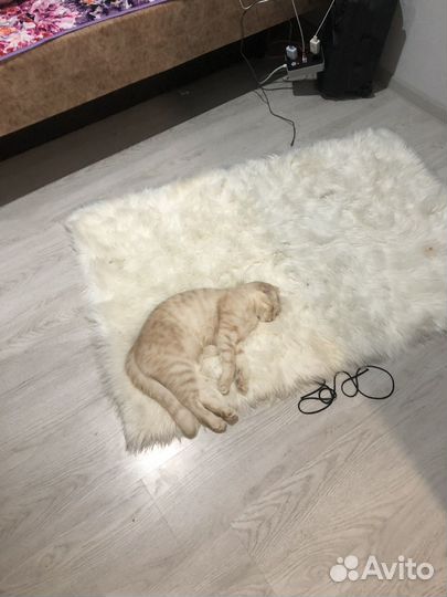 Шотландский кот вязка