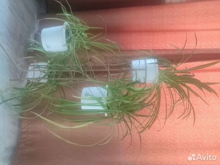 Продам хлорофитум