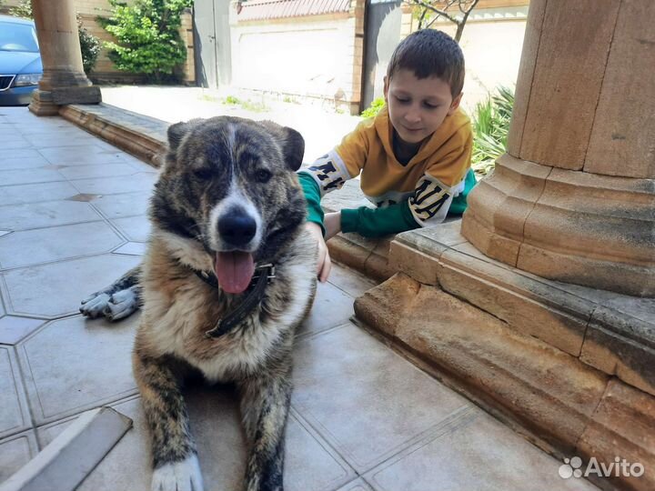 Кавказская овчарка