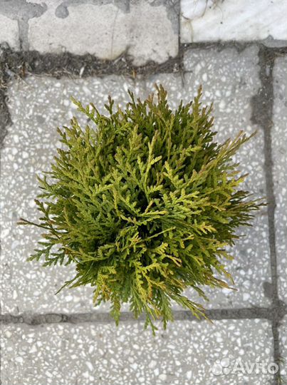 Туя шаровидная даника