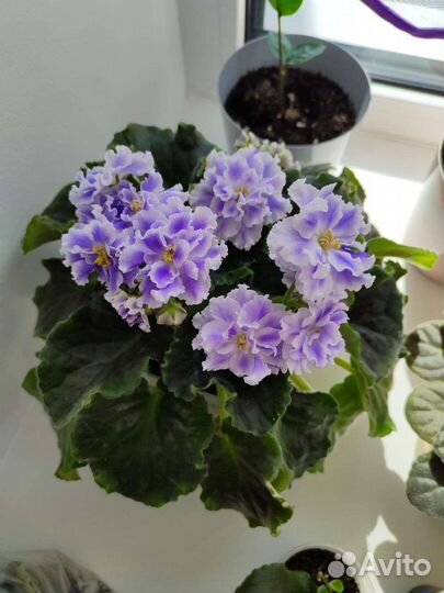 Сортовые фиалки