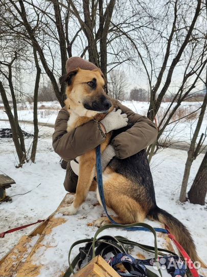 Собака, фенотип овчарки