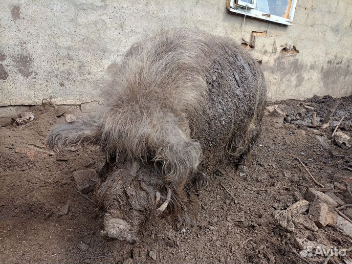 Хряк венгерской мангалицы