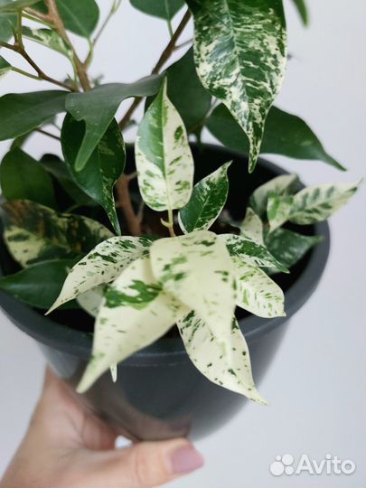 Фикус эльдорадо