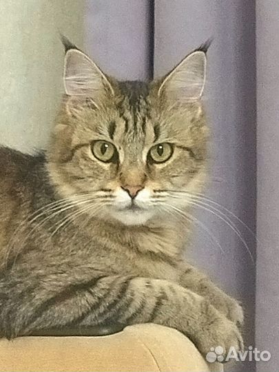 Кошечка Рыся в добрые руки