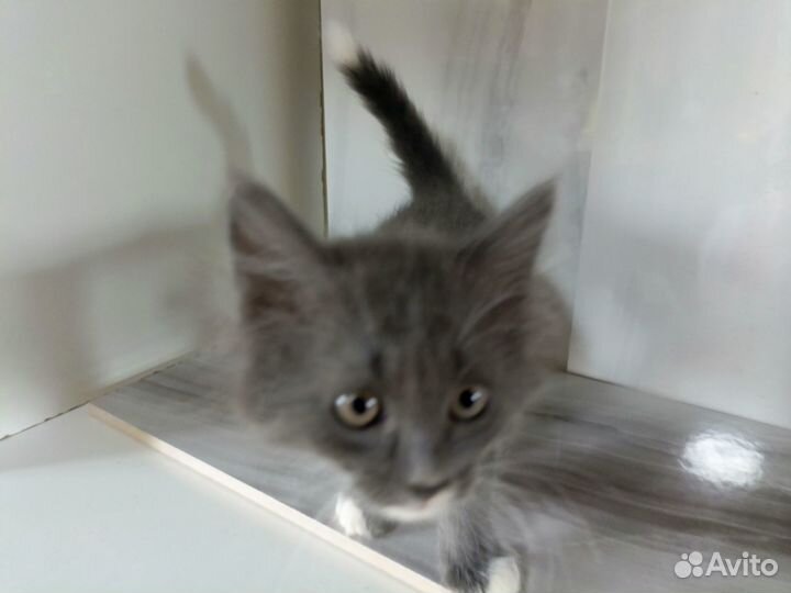 Котята отдам бесплатно