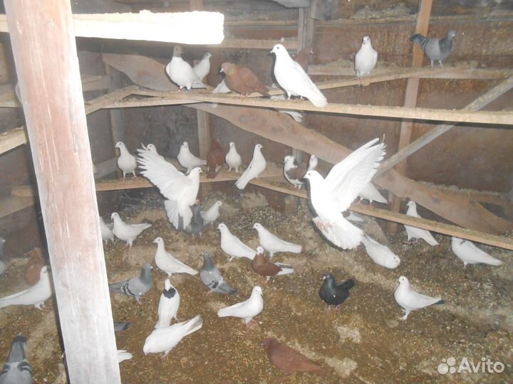 Г О Л У Б И домашние