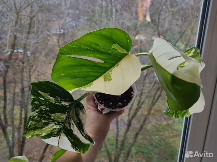 Монстера вариегатная альба
