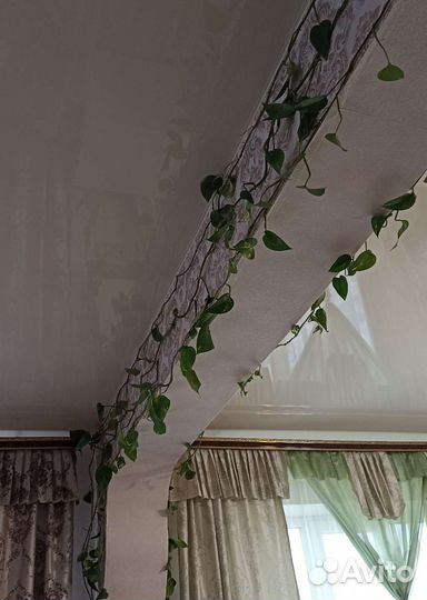 Комнатные растения Сциндапсус