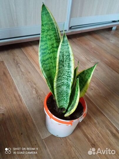 Сансевиерия