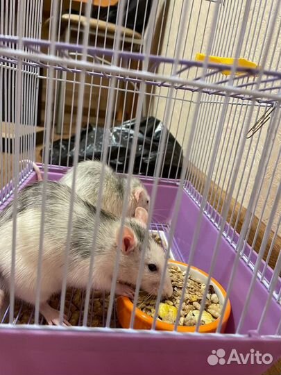 Крыски дамбо