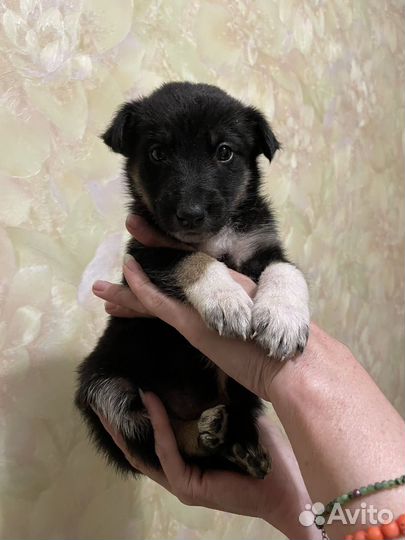 Щенки бесплатно