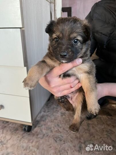 Отдам в хорошие руки щенят