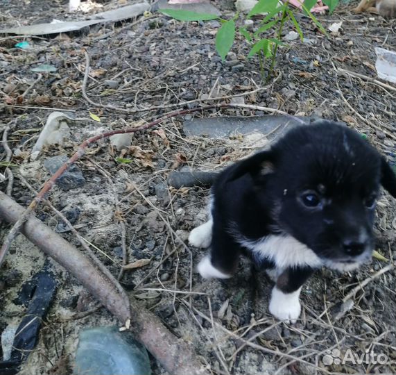 Щенок в добрые руки бесплатно маленькая порода